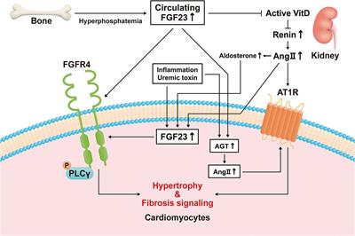 Direct and indirect effects of fibroblast growth factor 23 on the heart